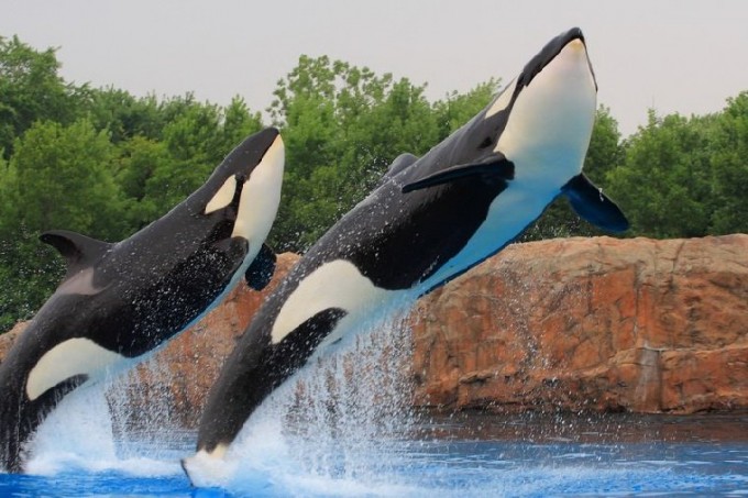 Marineland (Công viên Hải dương)