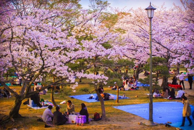 le hoi hoa anh dao Jinhae