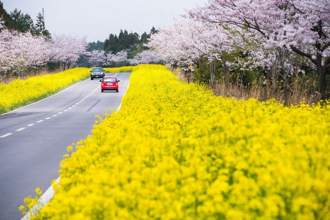 le hoi hoa anh dao jeju