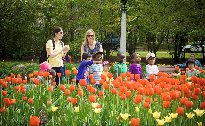 le hoi hoa tulip