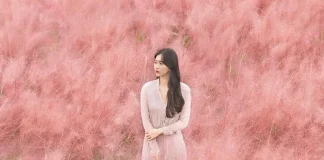 Cánh đồng cỏ hồng thơ mộng xứ Hàn Quốc