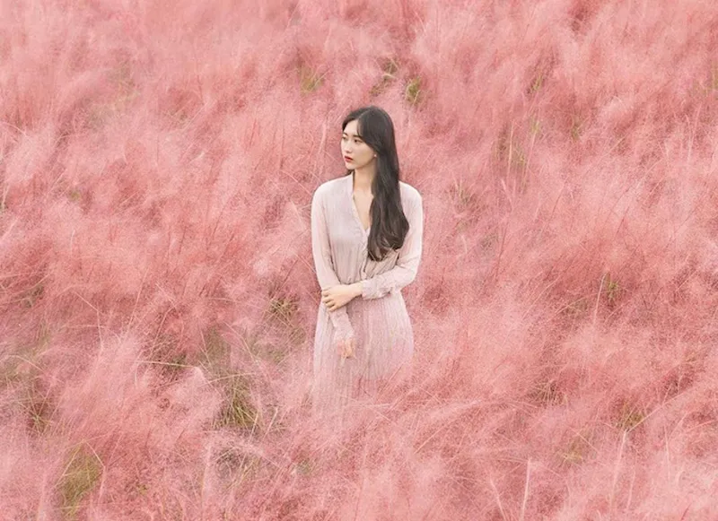 Cánh đồng cỏ hồng thơ mộng xứ Hàn Quốc