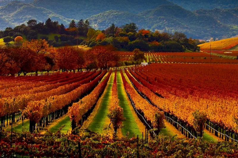 Nên đến hung lũng Napa Valley khi đặt vé máy bay đi California