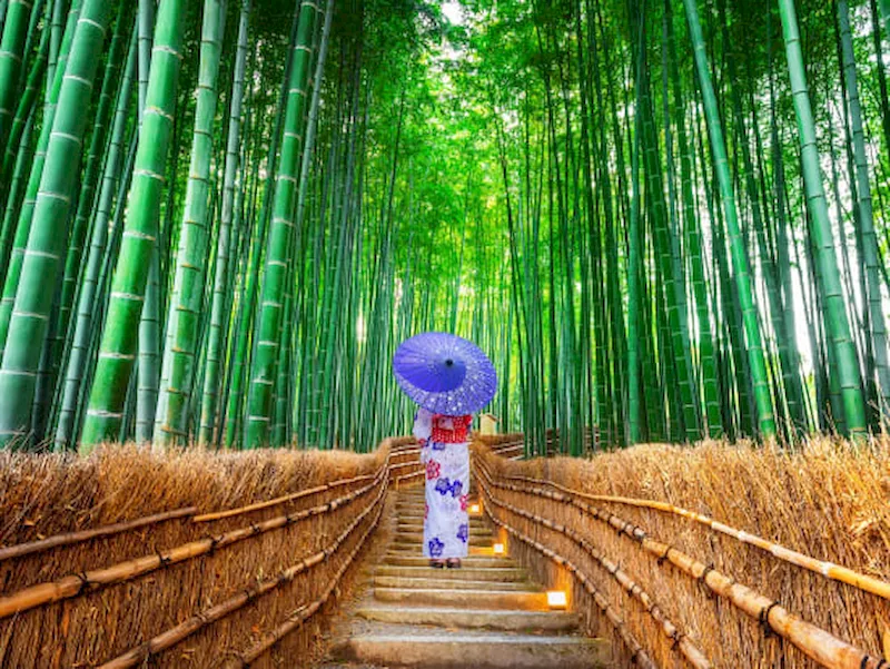 Con đường Arashiyama Bamboo Grove nổi tiếng du lịch Nhật Bản
