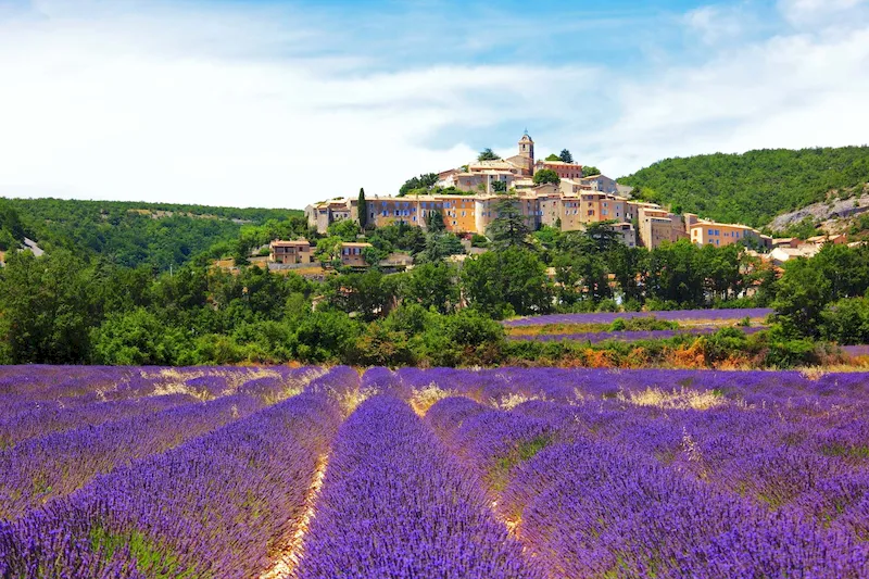 Cánh đồng lavender đã quá nổi tiếng ở Provence nước Pháp