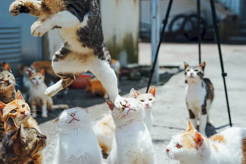 Lễ hội cho loài mèo tại Nhật Bản