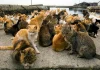 Vì sao Người Nhật yêu mèo